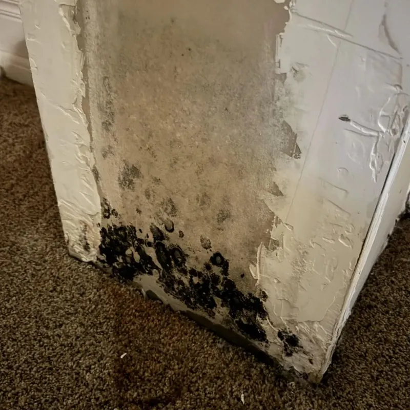 Professional Mold Removal in Vassar, MI